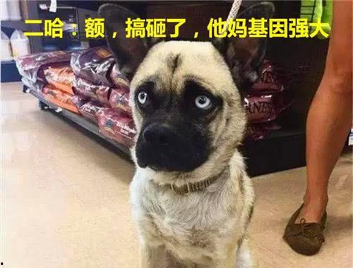 巴哥爆料新世界女帝视频